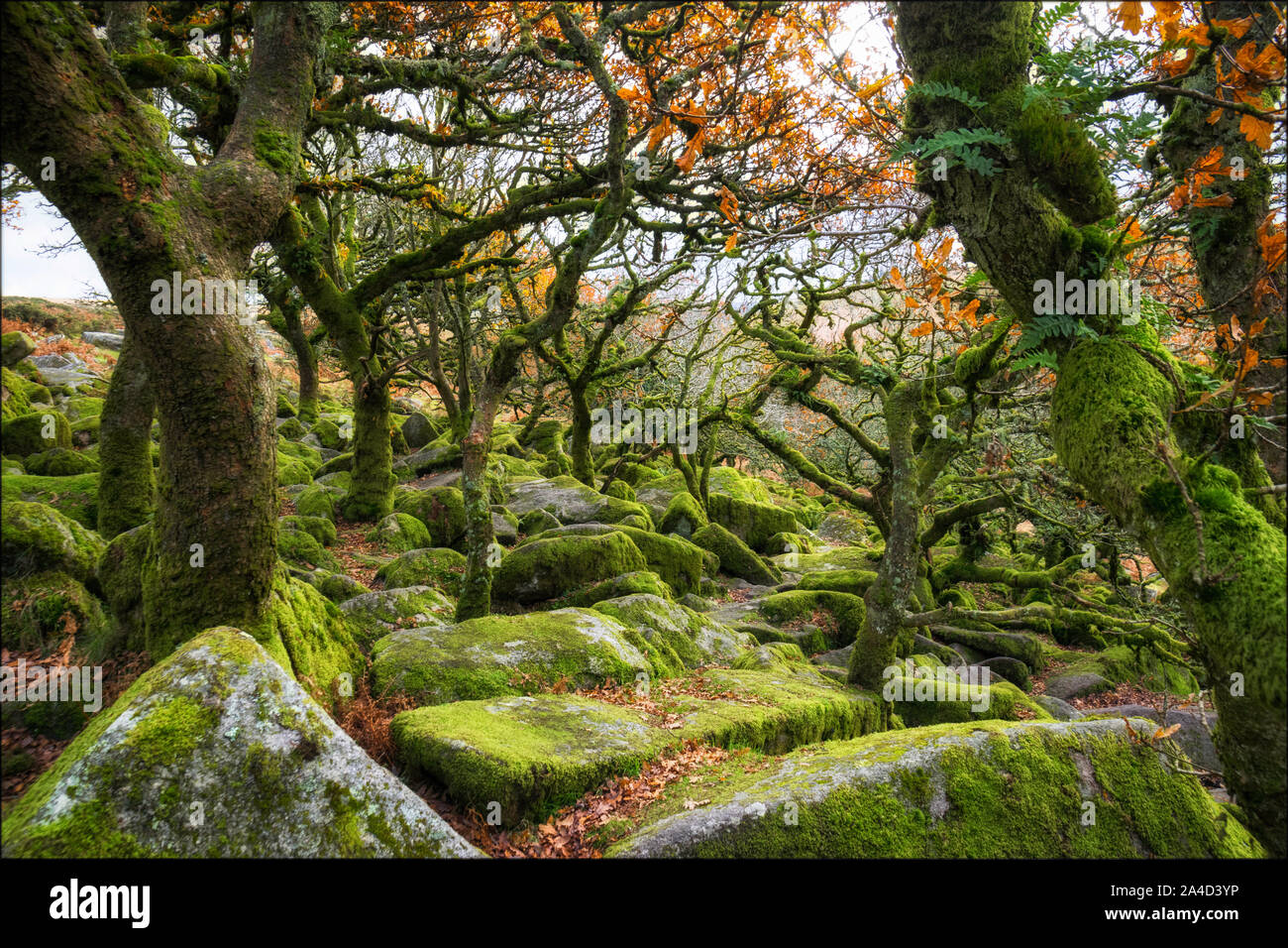 Wistman il legno, Dartmoor Devon, Inghilterra Foto Stock
