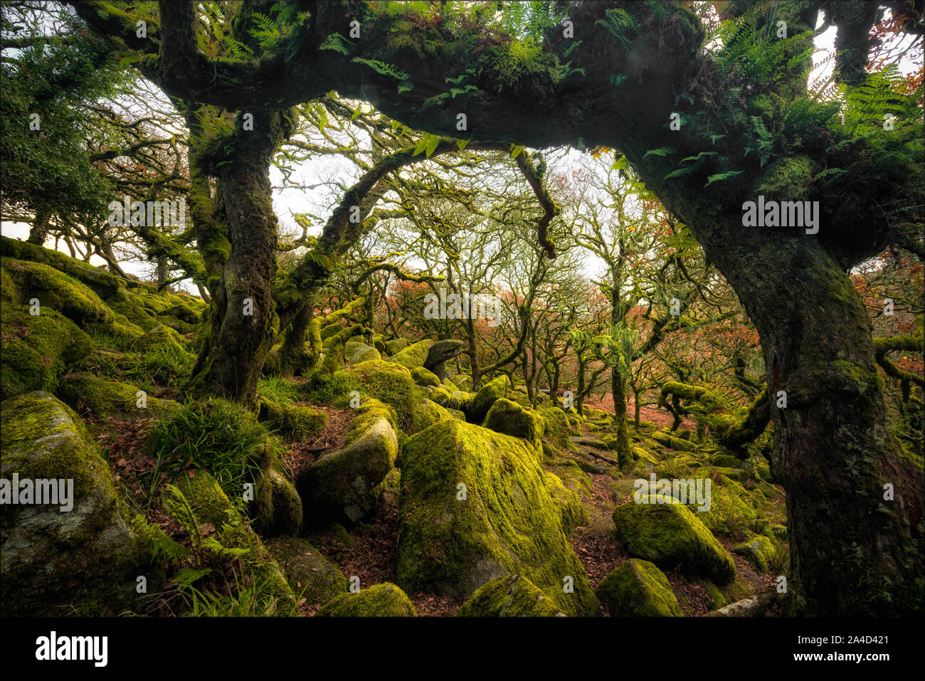 Wistman il legno, Dartmoor Devon, Inghilterra Foto Stock