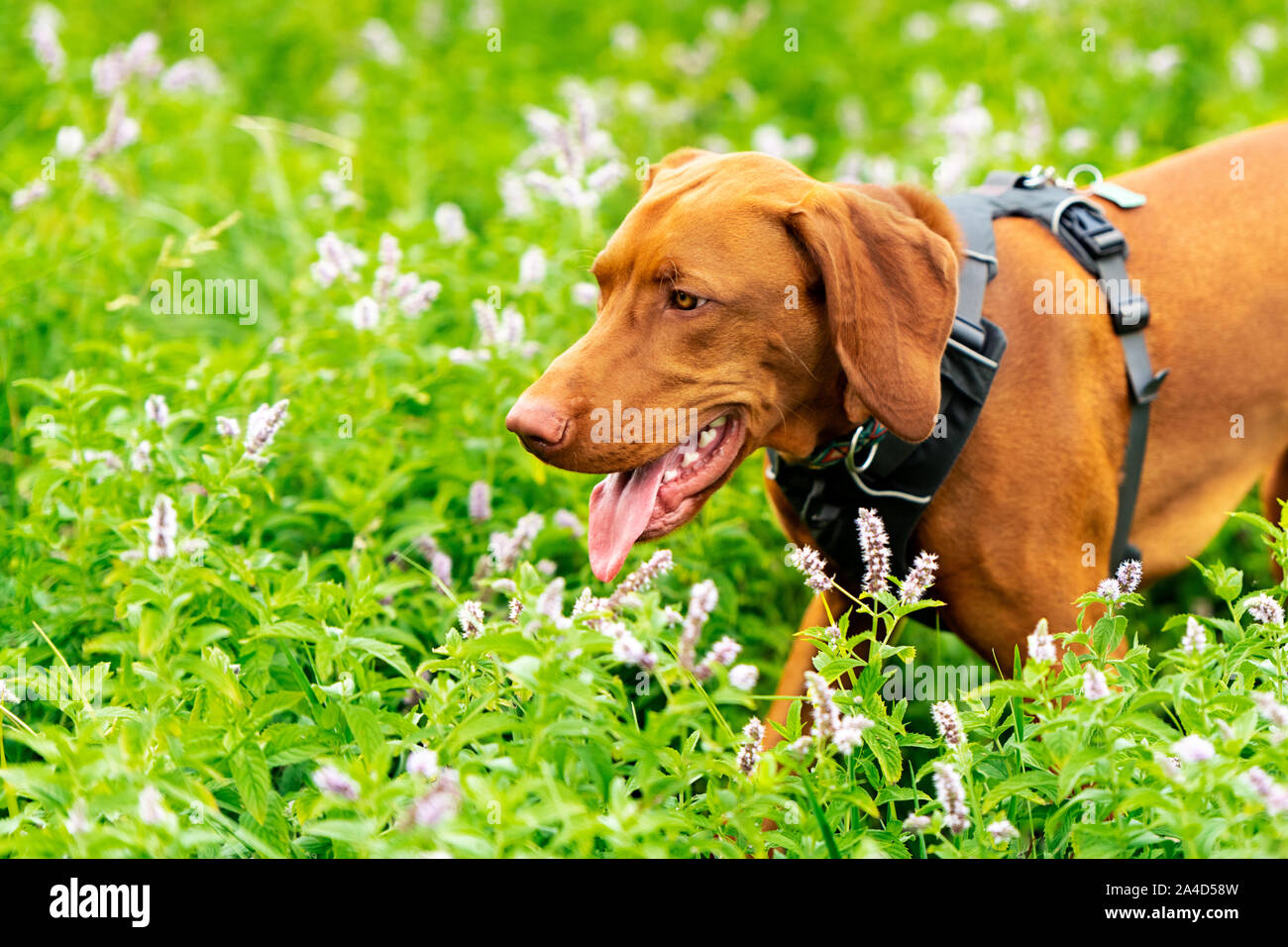 Splendida magyar vizsla cane puntatore usura cablaggio del cane a piedi attraverso prato pieno di fiori. Ritratto del cane all'esterno. Foto Stock