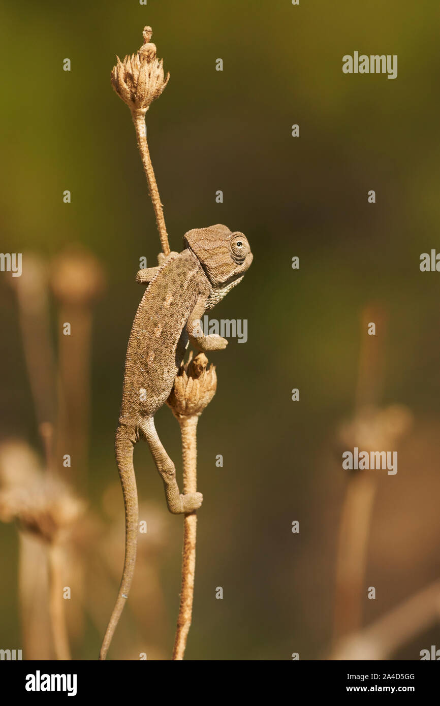 Camaleonte comune (Chamaeleo chamaeleon). Marbella, Andalusia Spagna Foto Stock