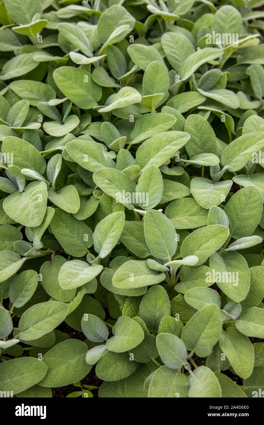 Le erbe del giardino, in vasi, per piantare in giardino o per uso diretto, salvia, Foto Stock