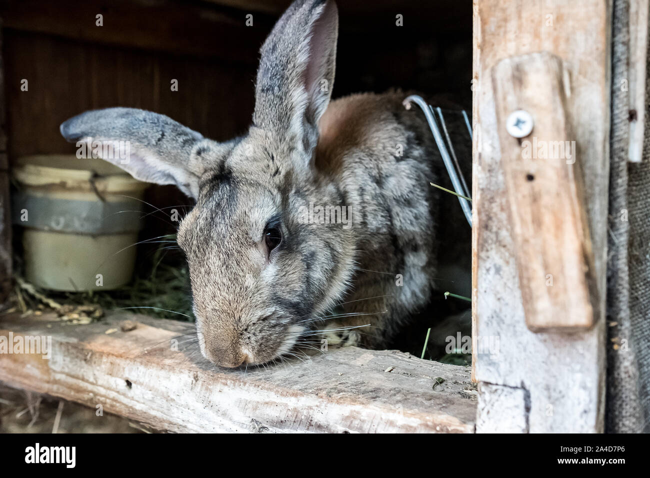 Il coniglio domestico in una gabbia in legno. Gli animali crescono nel giardino. Curioso il coniglio. Foto Stock
