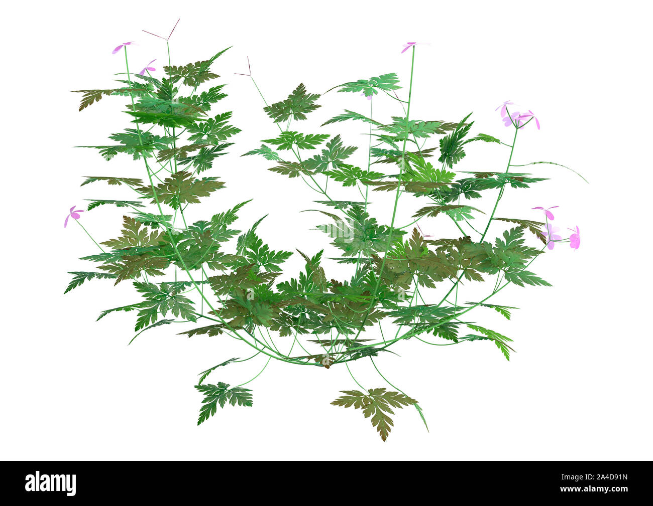 3D rendering di un'erba robert plant o Geranium robertianum o Robertiella robertiana isolati su sfondo bianco Foto Stock