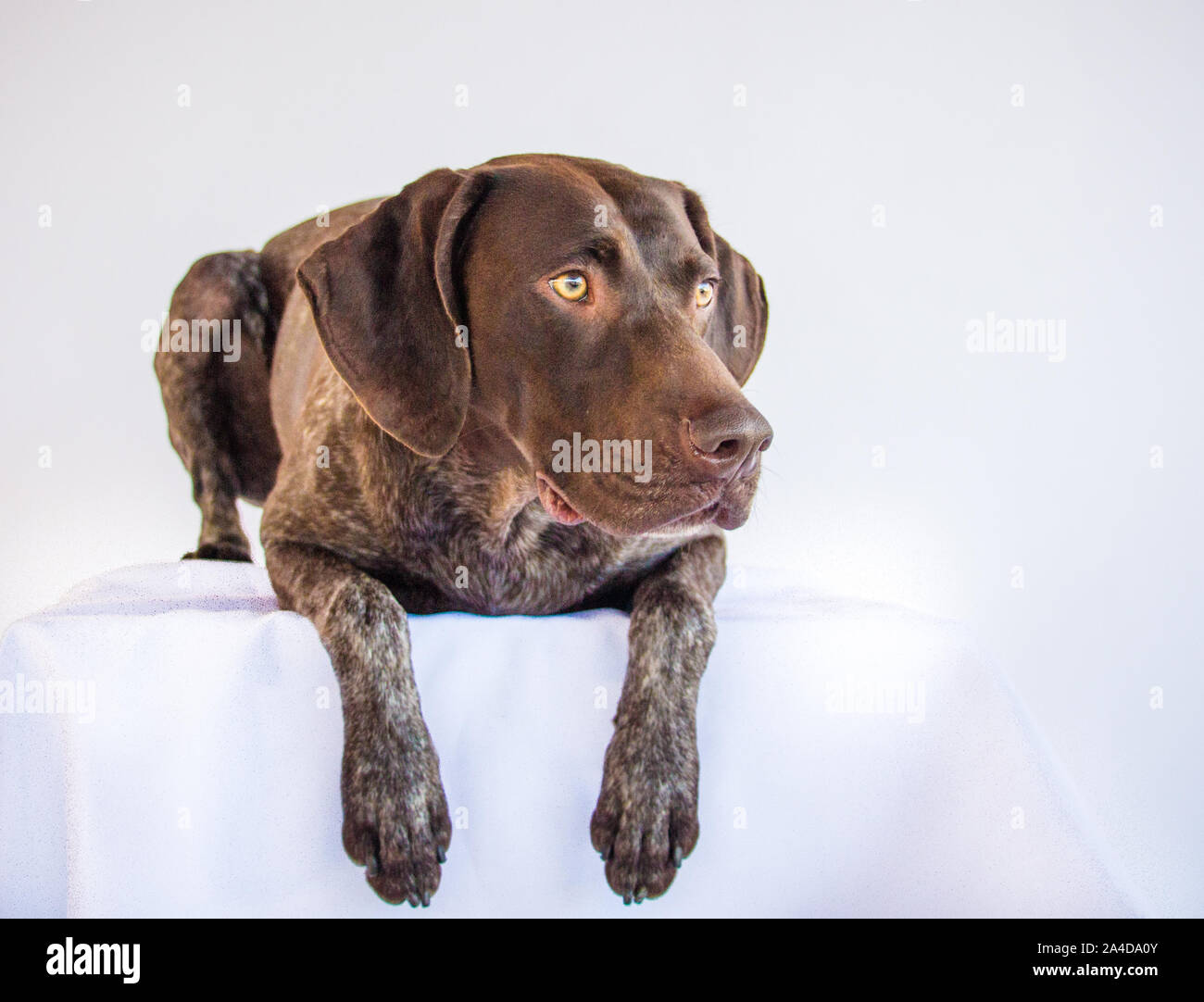 Tedesco a pelo corto puntatore giacente su un tavolo Foto Stock