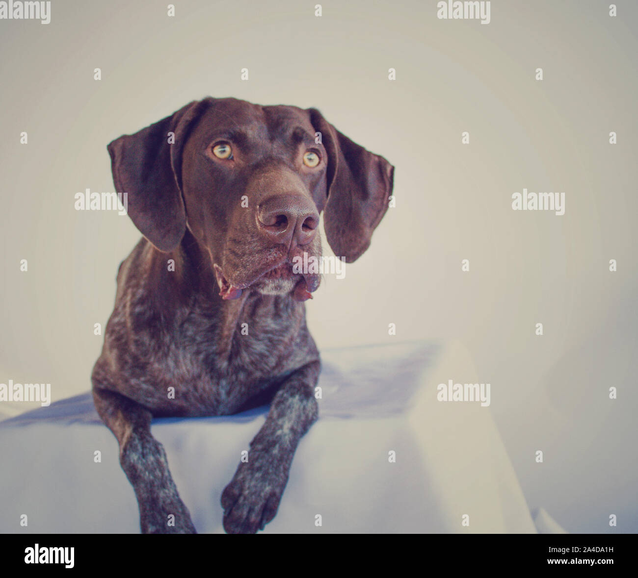 Tedesco a pelo corto puntatore giacente su un tavolo Foto Stock