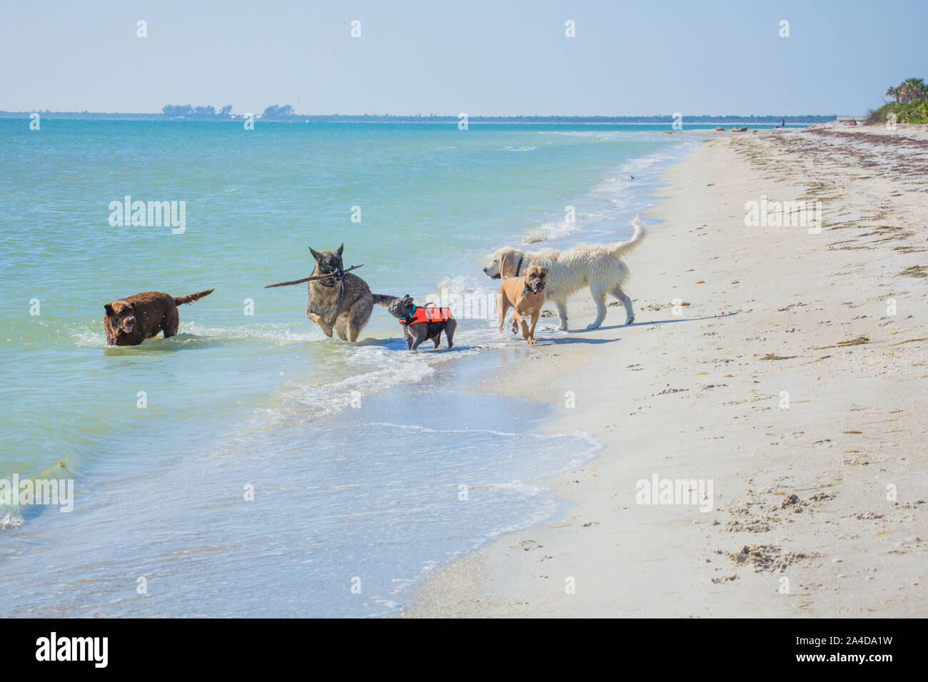 Gruppo di cani giocando nell'oceano surf, Stati Uniti Foto Stock