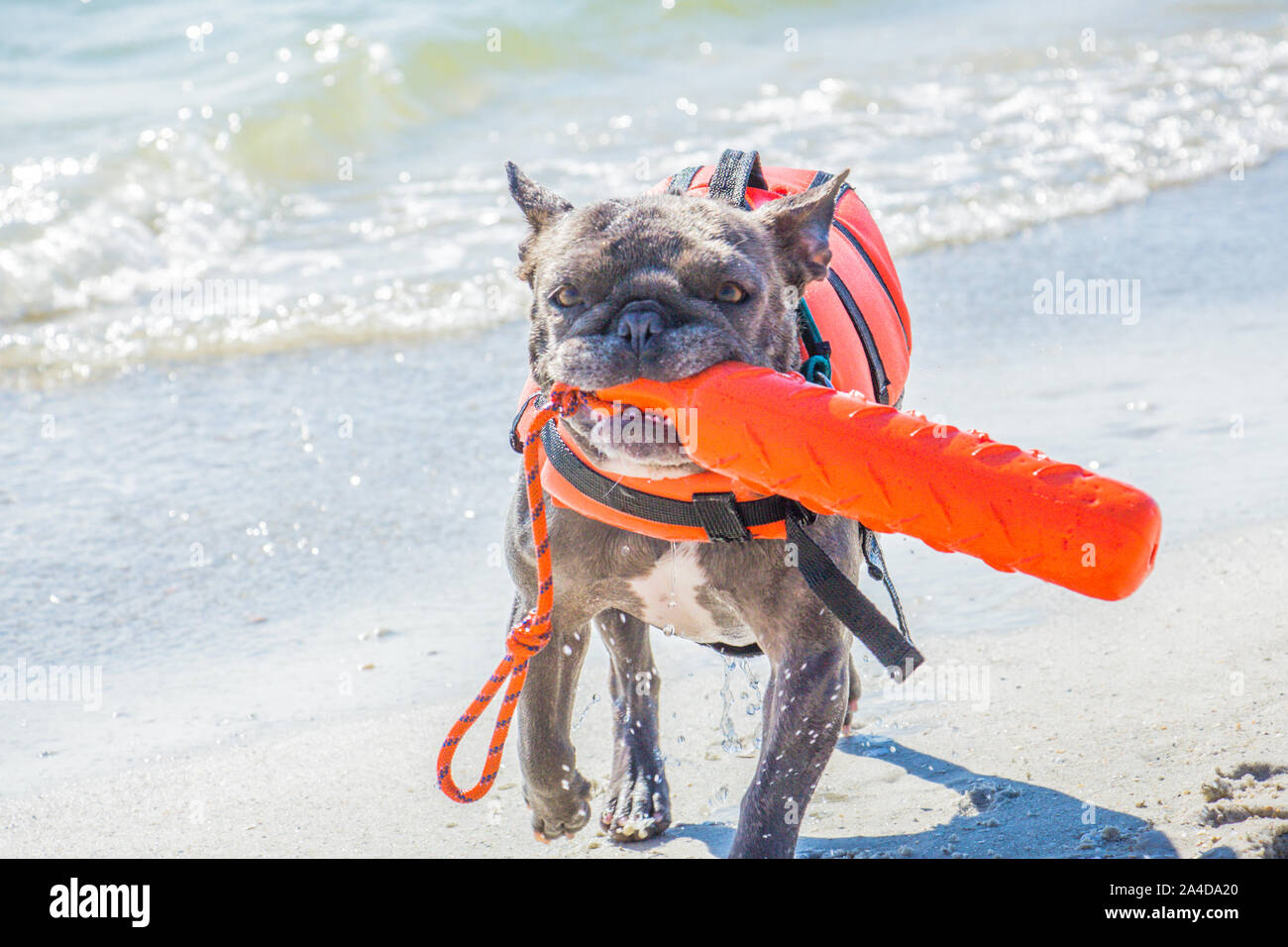 Bulldog francese di indossare un giubbotto di salvataggio il recupero di un giocattolo di plastica dall'oceano, Stati Uniti Foto Stock