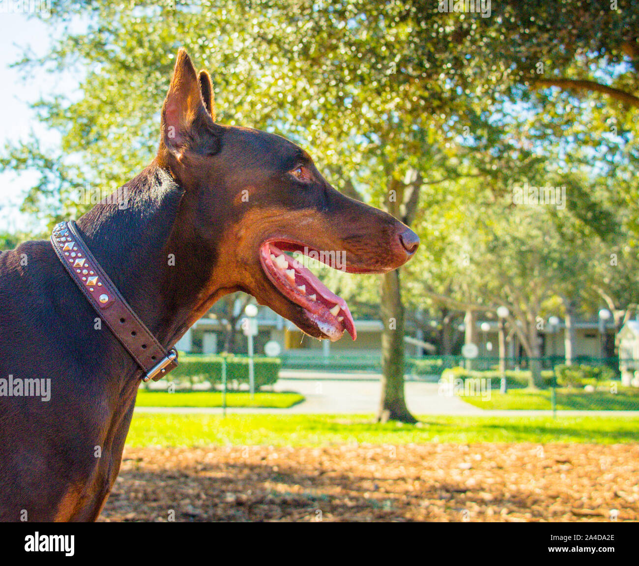 Profilo di un warlock doberman in piedi nel parco con una bocca aperta, Stati Uniti Foto Stock