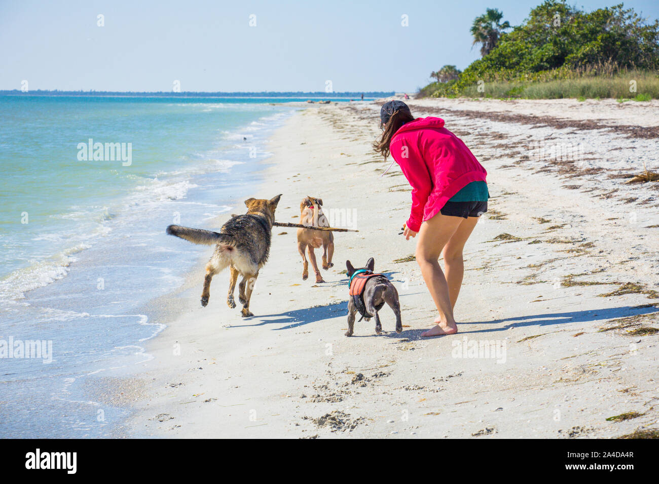 Donna sulla spiaggia a giocare con tre cani, Stati Uniti Foto Stock