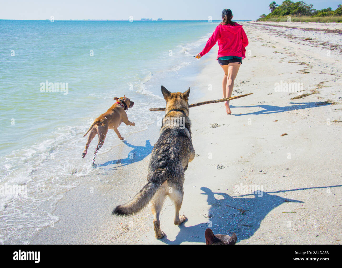 Donna in corsa sulla spiaggia con tre cani, Stati Uniti Foto Stock