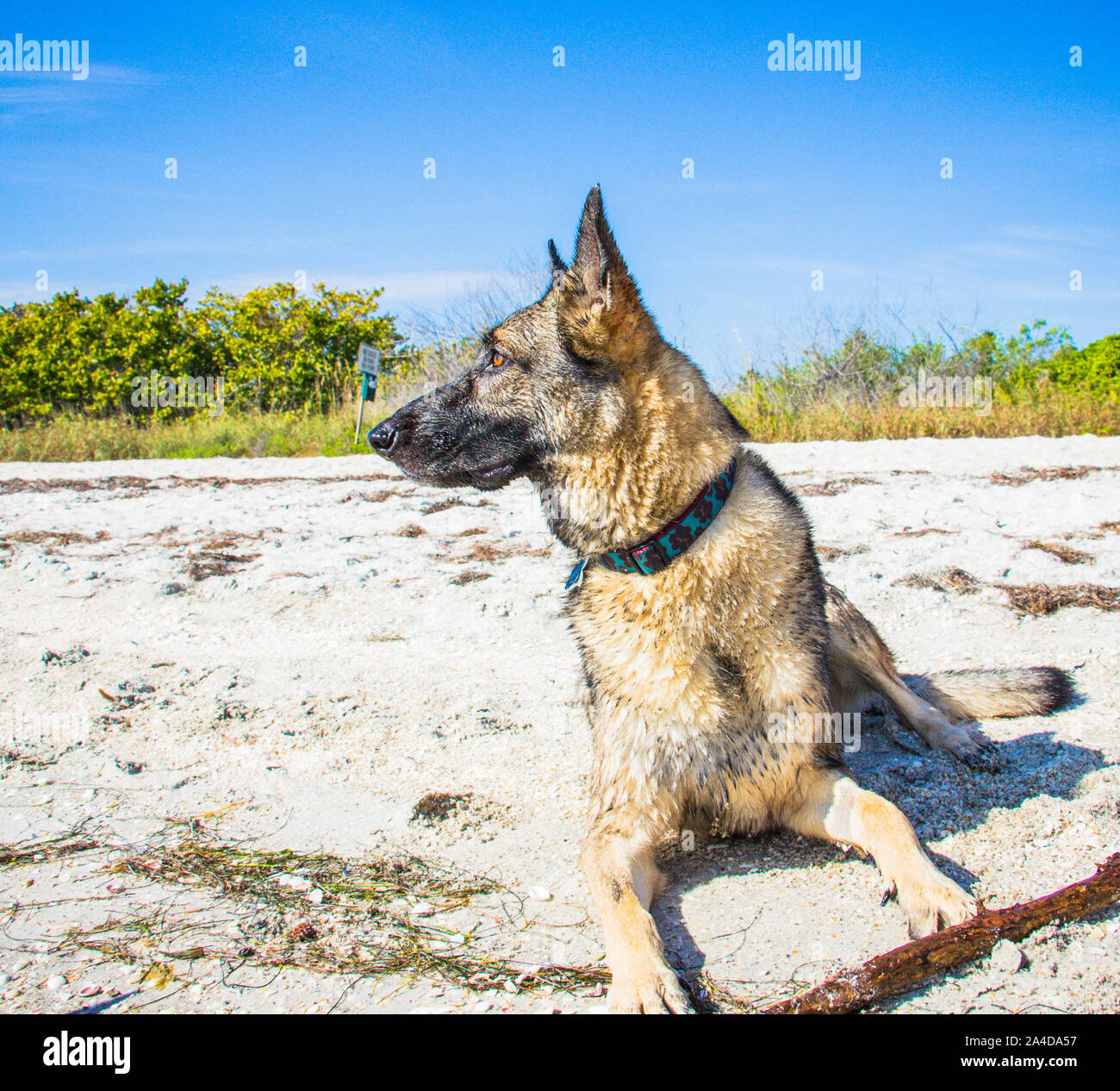 Pastore Tedesco cane sdraiato sulla spiaggia, Stati Uniti Foto Stock