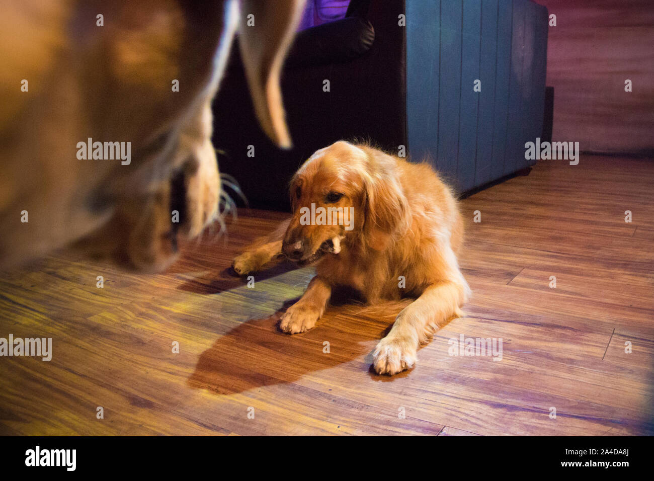 Cane guardando un Golden Retriever sdraiato sul pavimento con un osso di cane nella sua bocca Foto Stock