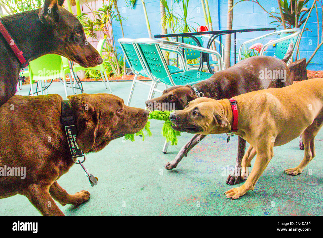 Quattro cani giocando con una corda giocattolo, Stati Uniti Foto Stock
