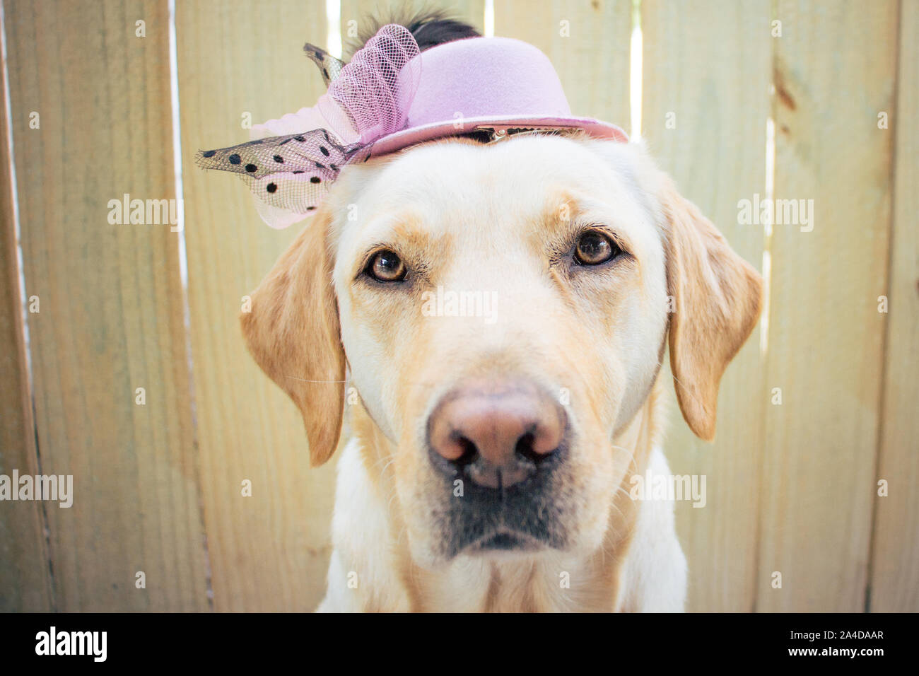 Il Labrador retriever cane indossando un cappello rosa Foto Stock