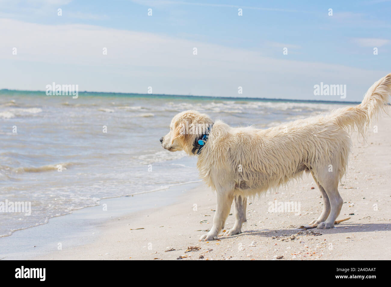 Golden Retriever cucciolo in piedi sulla spiaggia a bordo d'acqua, Stati Uniti Foto Stock