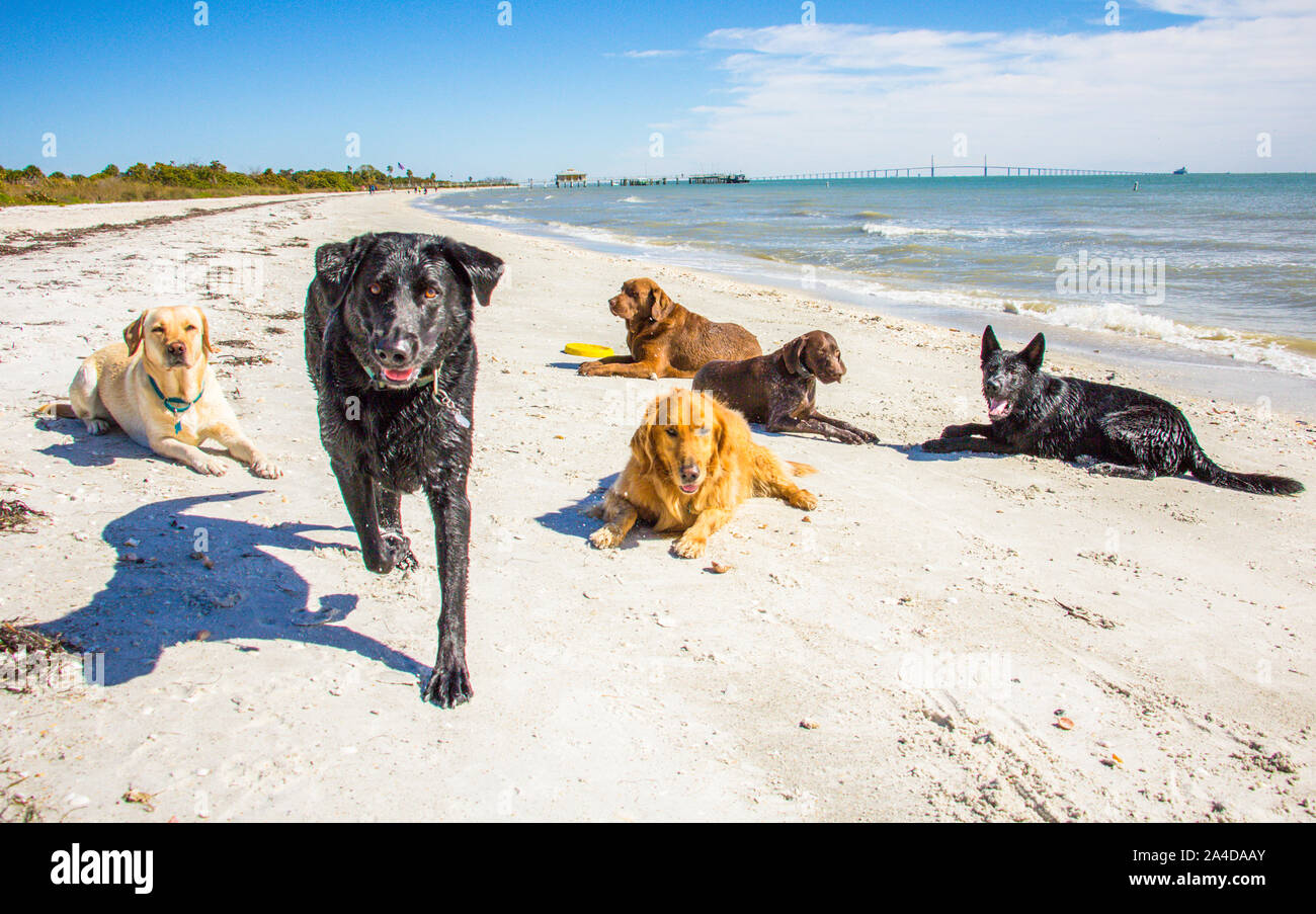 Gruppo di cani sulla spiaggia, Stati Uniti Foto Stock