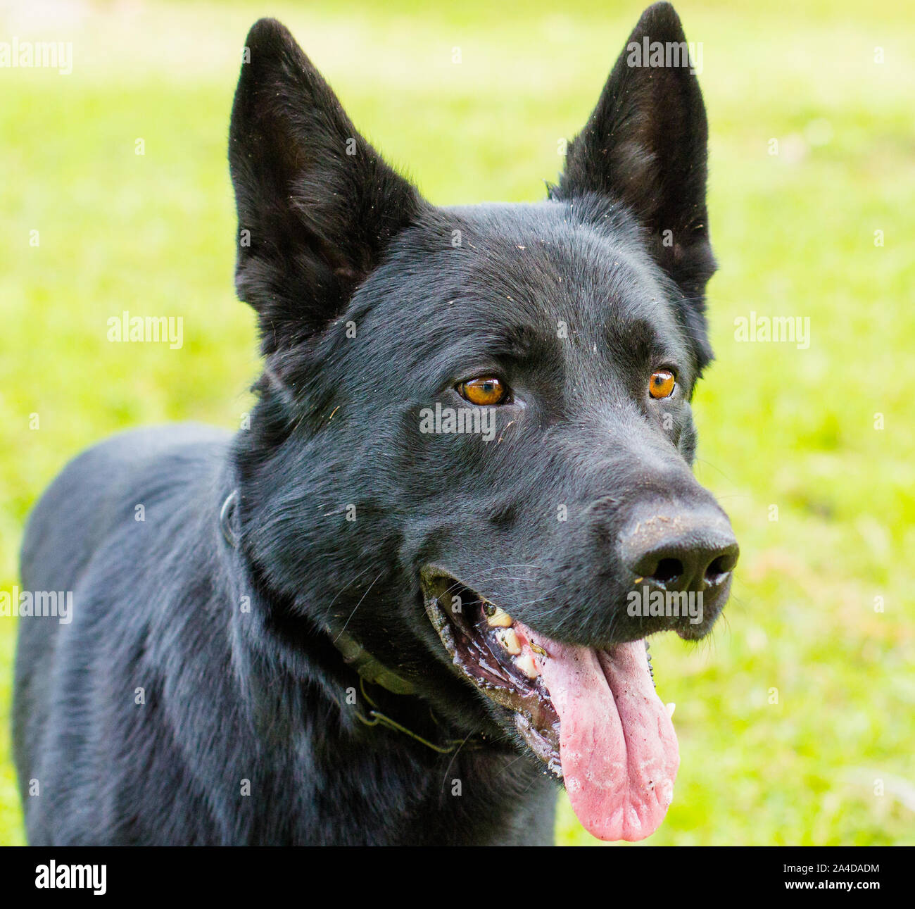 Ritratto di un pastore tedesco cane in un parco pubblico, Stati Uniti Foto Stock