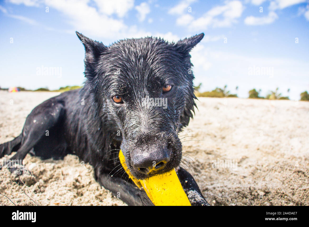 Wet pastore tedesco sdraiato sulla spiaggia a giocare con un giocattolo di plastica, Stati Uniti Foto Stock