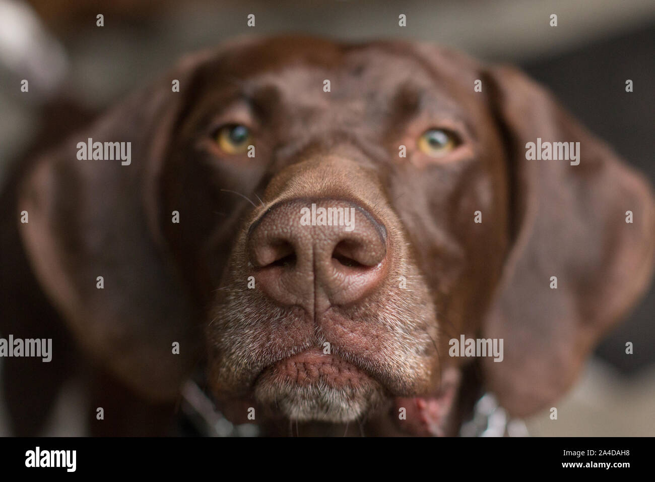 Ritratto di un tedesco a pelo corto cane puntatore Foto Stock
