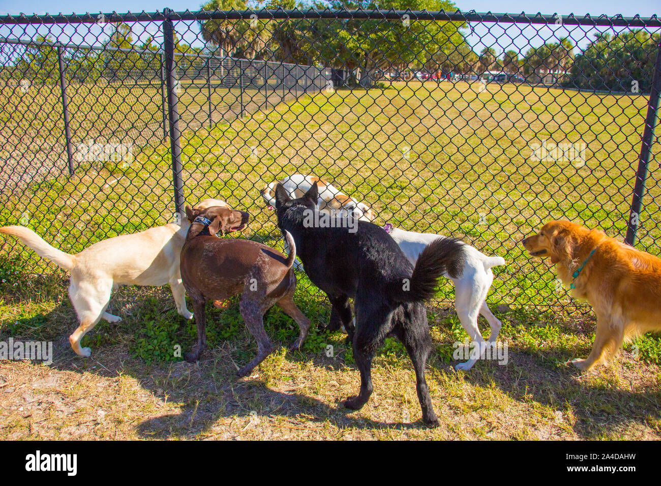 Gruppo di cani su entrambi i lati di una recinzione in un parco pubblico, Stati Uniti Foto Stock