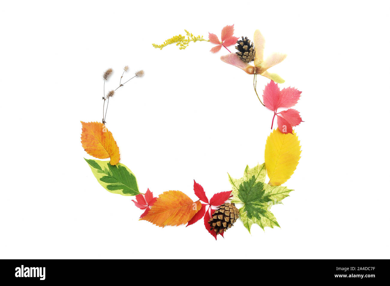 Foglie di autunno ghirlanda di telaio e la caduta di elementi con posto per il testo su sfondo bianco. Arredamento per il giorno del Ringraziamento design Foto Stock