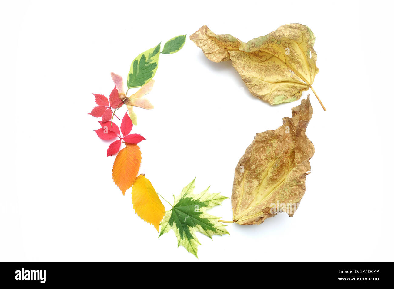 Foglie di autunno ghirlanda di telaio e la caduta di elementi con posto per il testo su sfondo bianco. Arredamento per il giorno del Ringraziamento design Foto Stock