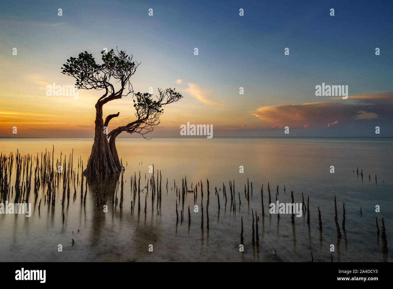Mangrove al tramonto, Walakiri beach, Est Suma, East Nusa Tengara, Indonesia Foto Stock