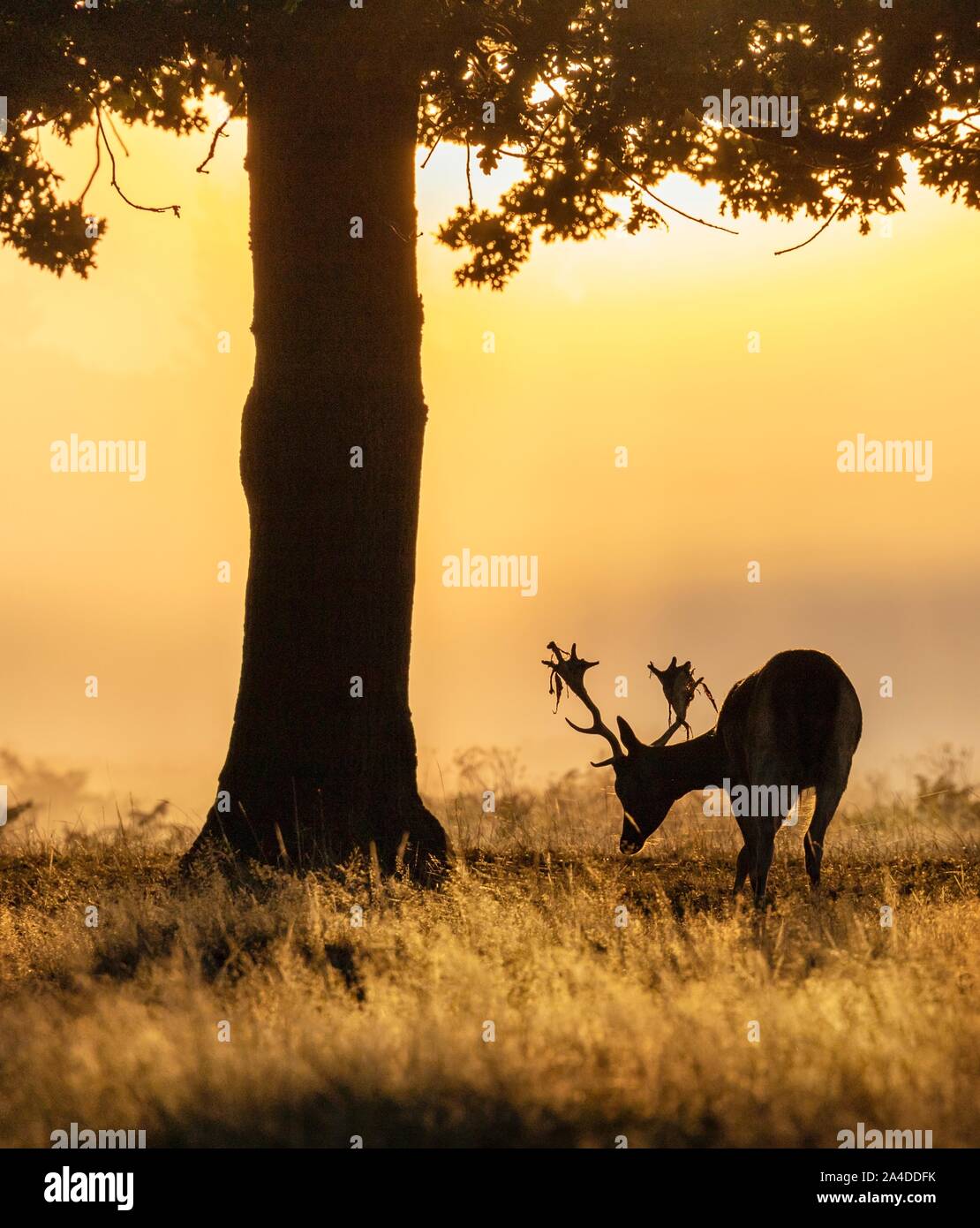Ritratto di un pascolo di cervo al tramonto, Bushy Park, Richmond Upon Thames, Regno Unito Foto Stock