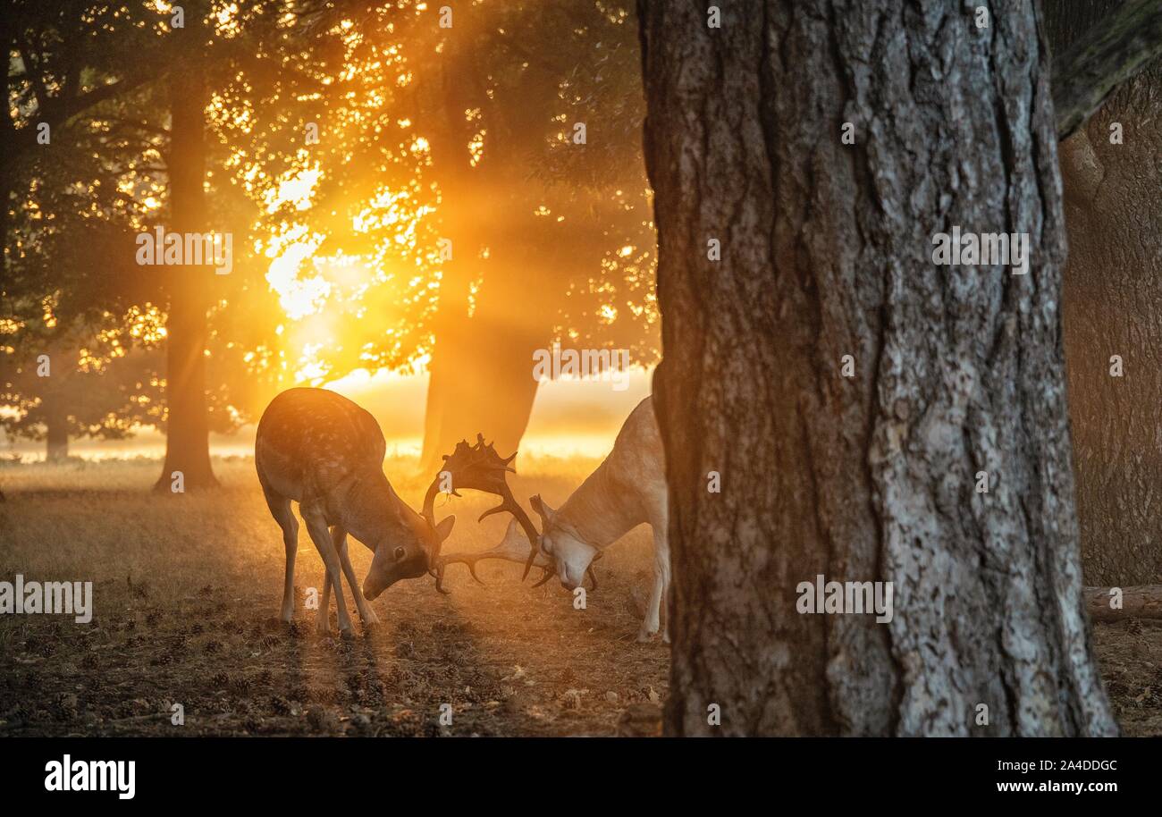 Due cervi lotta al tramonto, Bushy Park, Richmond Upon Thames, Stati Uniti Foto Stock