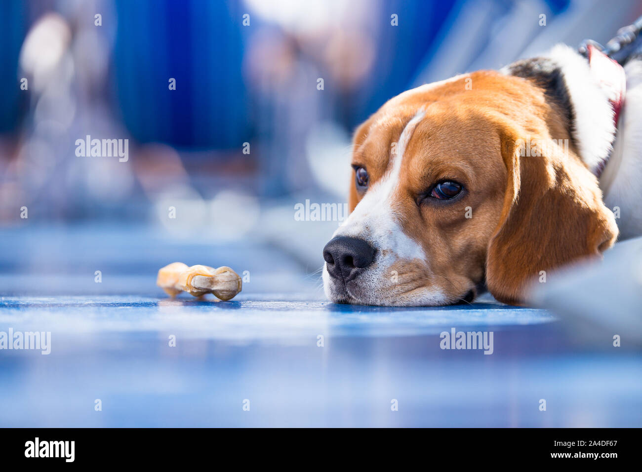 Triste guardando beagle sdraiato sul pavimento accanto a un prodotto da masticare per cani osso Foto Stock