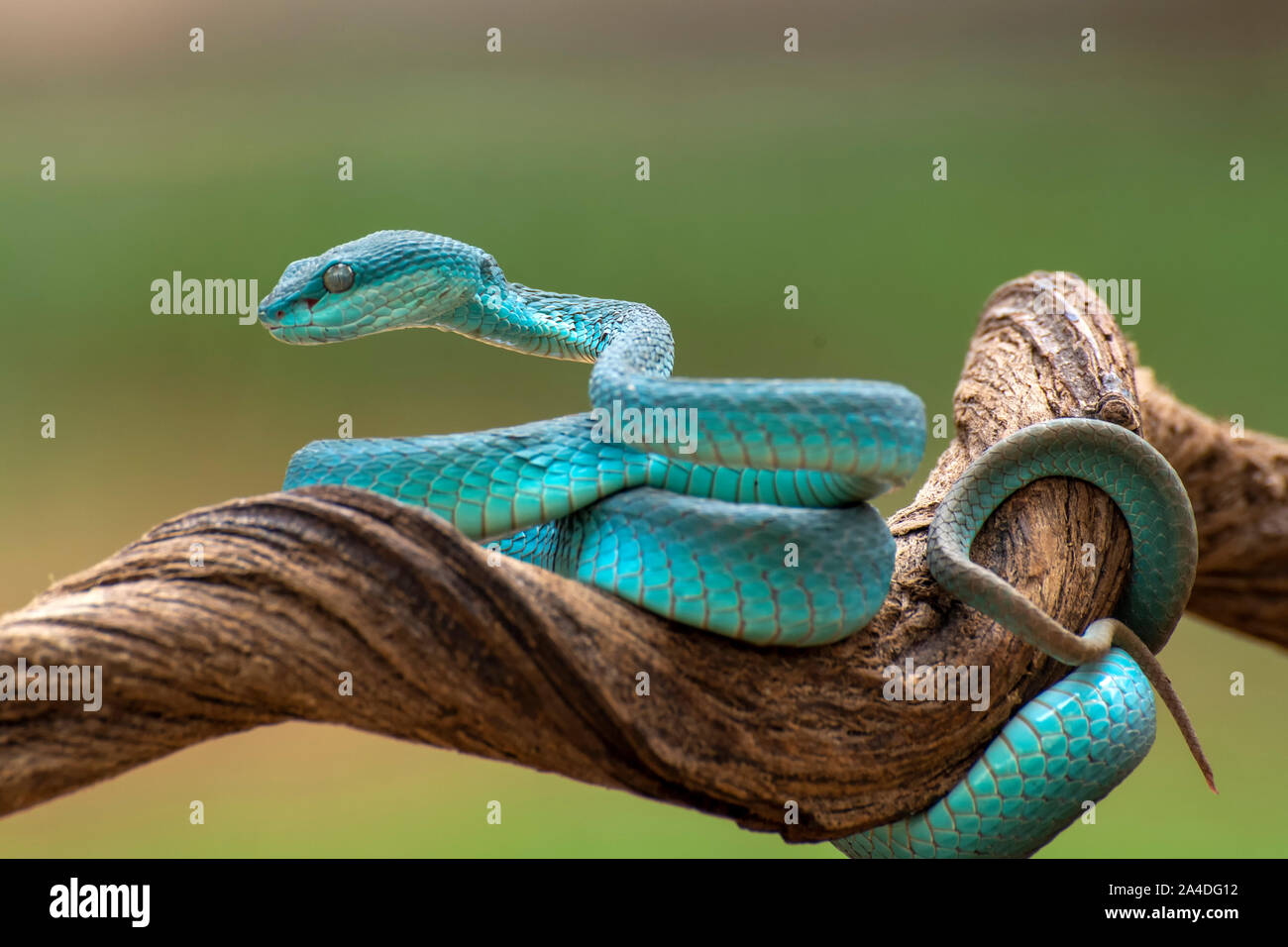 Blu e bianco a labbro rattlesnakes (Trimeresurus insularis) su un ramo, Indonesia Foto Stock