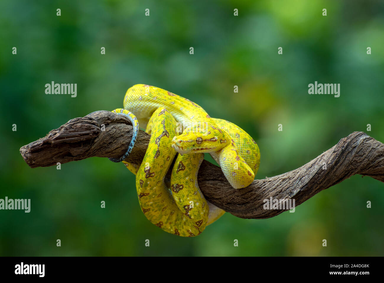 Green Tree python su un ramo, Indonesia Foto Stock