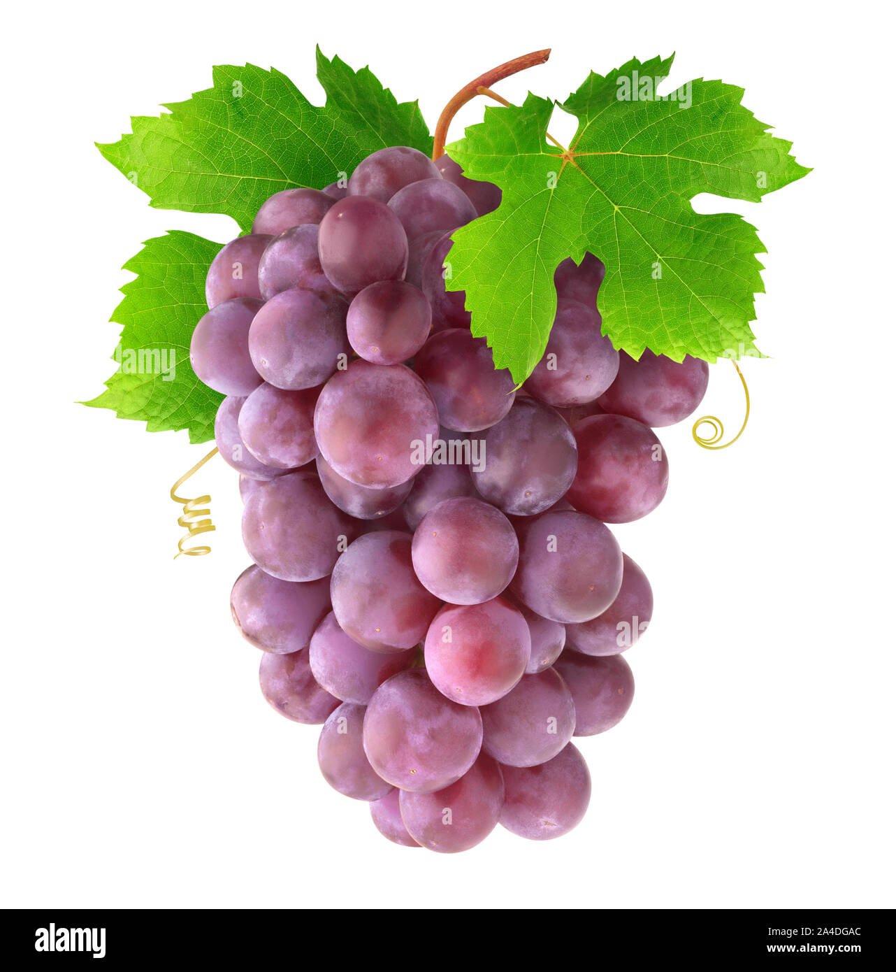 Uve isolato. Appendere grappolo di uva rossa con foglie e viticci isolato su sfondo bianco con tracciato di ritaglio Foto Stock