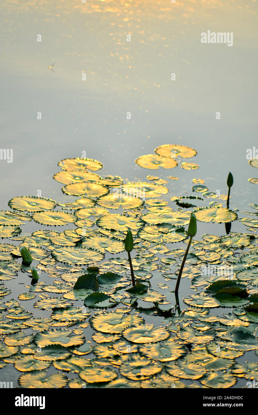 Fiore di loto bud e Lily Pad galleggiante sull'acqua Foto Stock