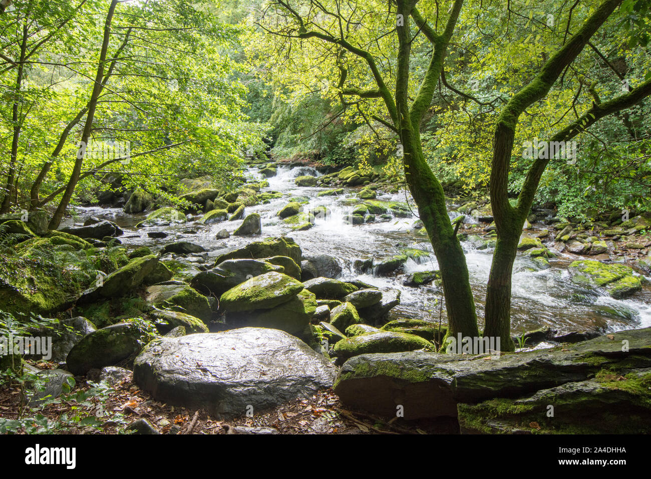 L'Oriente Lyn fiume che scorre attraverso il bosco appena al di sotto del Watersmeet, Lynmouth, Devon, Regno Unito. Settembre, Exmoor, Foto Stock