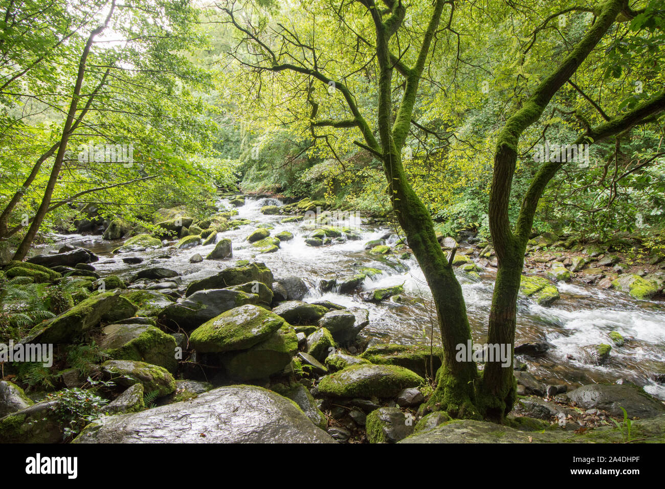 L'Oriente Lyn fiume che scorre attraverso il bosco appena al di sotto del Watersmeet, Lynmouth, Devon, Regno Unito. Settembre, Exmoor, Foto Stock