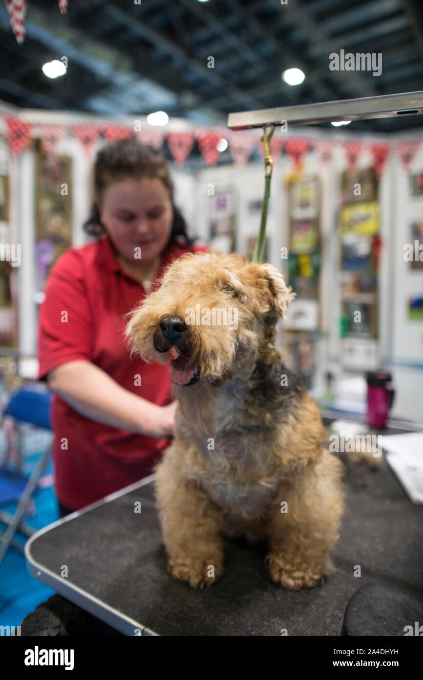 Il Kennel Club cani Discovery mostra a Excel London REGNO UNITO. Charlotte Woodward Rubino di pettinatura a Lakeland Terrier in cabine di rilevamento. Foto Stock