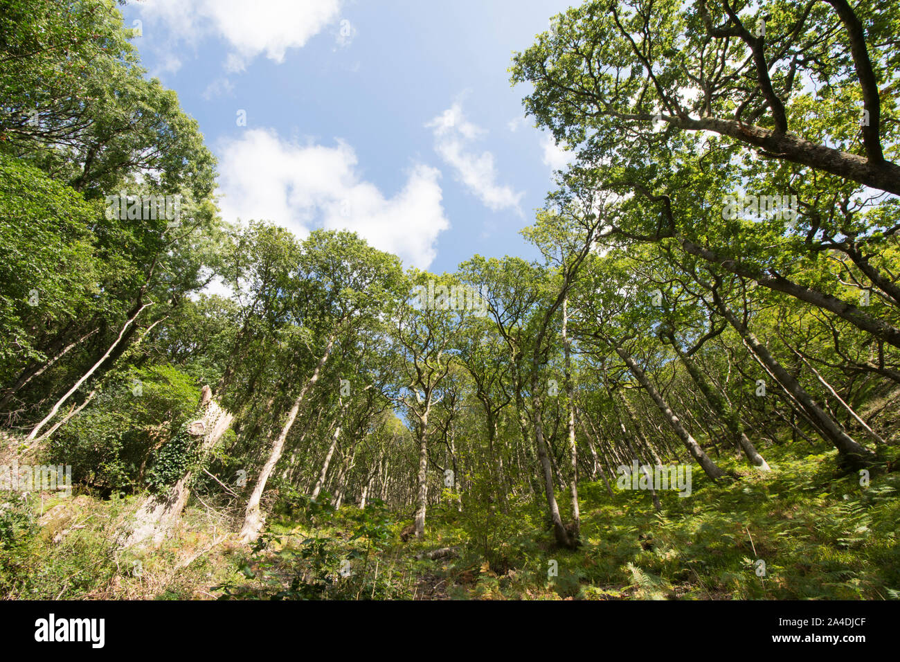 Bosco di quercia sessile, Quercus petraea, Est Lyn fiume bosco a piedi, Lynmouth, Devon, Regno Unito, Settembre Foto Stock