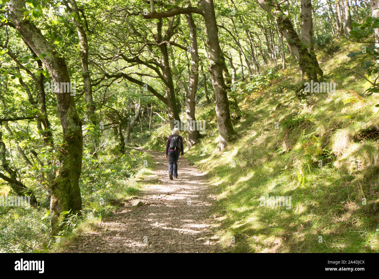 Donna che cammina sul percorso attraverso il rovere, Quercus petraea, Est Lyn fiume bosco a piedi, Lynmouth, Devon, Regno Unito, Settembre Foto Stock