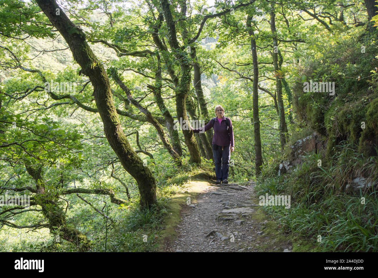 Donna che cammina sul percorso attraverso il rovere, Quercus petraea, Est Lyn fiume bosco a piedi, Lynmouth, Devon, Regno Unito, Settembre Foto Stock