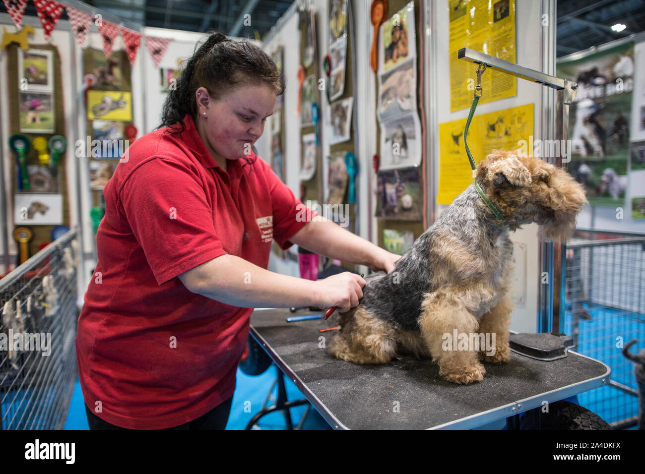 Il Kennel Club cani Discovery mostra a Excel London REGNO UNITO. Charlotte Woodward Rubino di pettinatura a Lakeland Terrier in cabine di rilevamento. Foto Stock