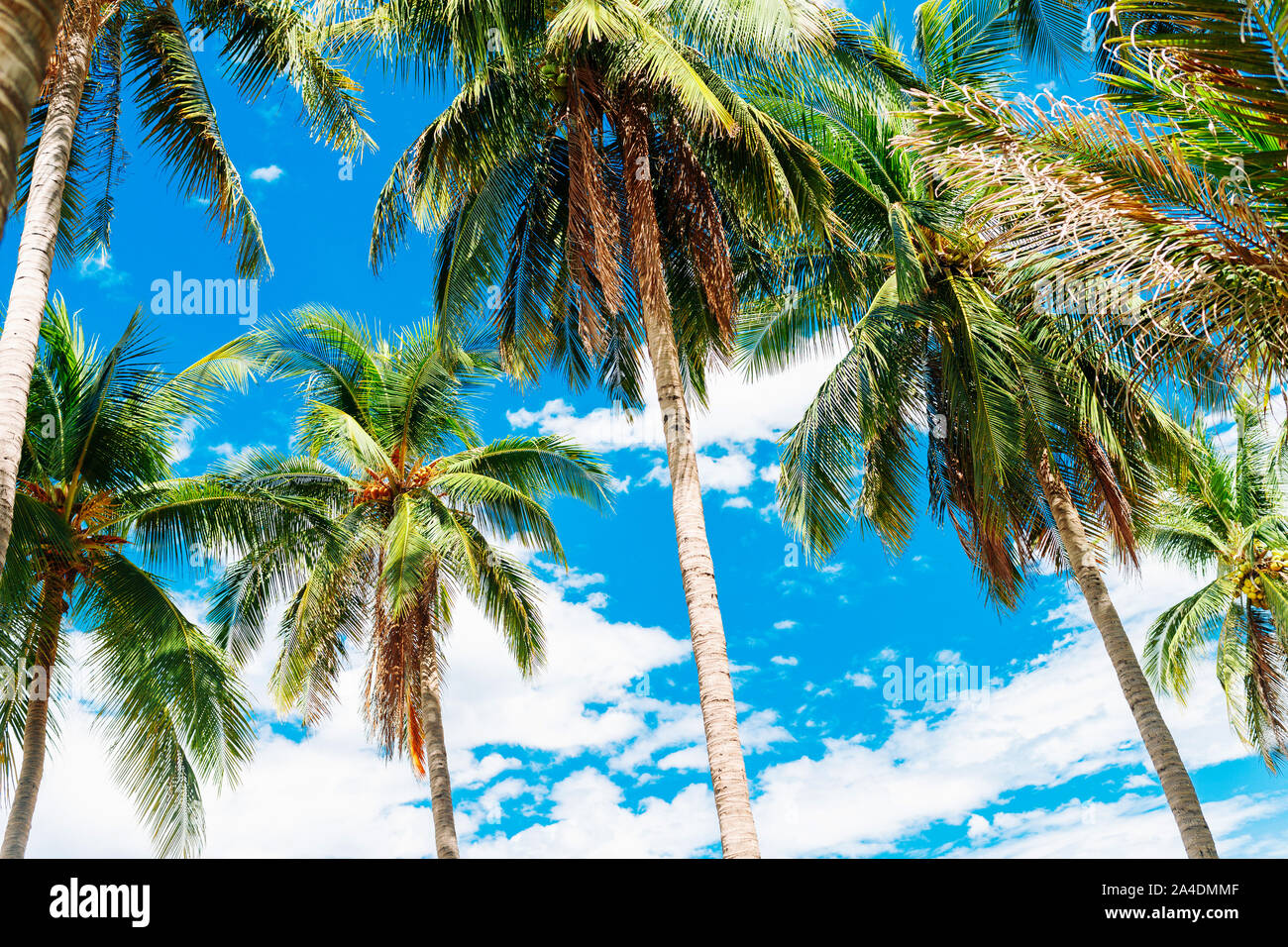 Palme da cocco contro il cielo blu, una splendida giornata di sole, il bianco delle nuvole nel cielo, alberi tropicali Foto Stock