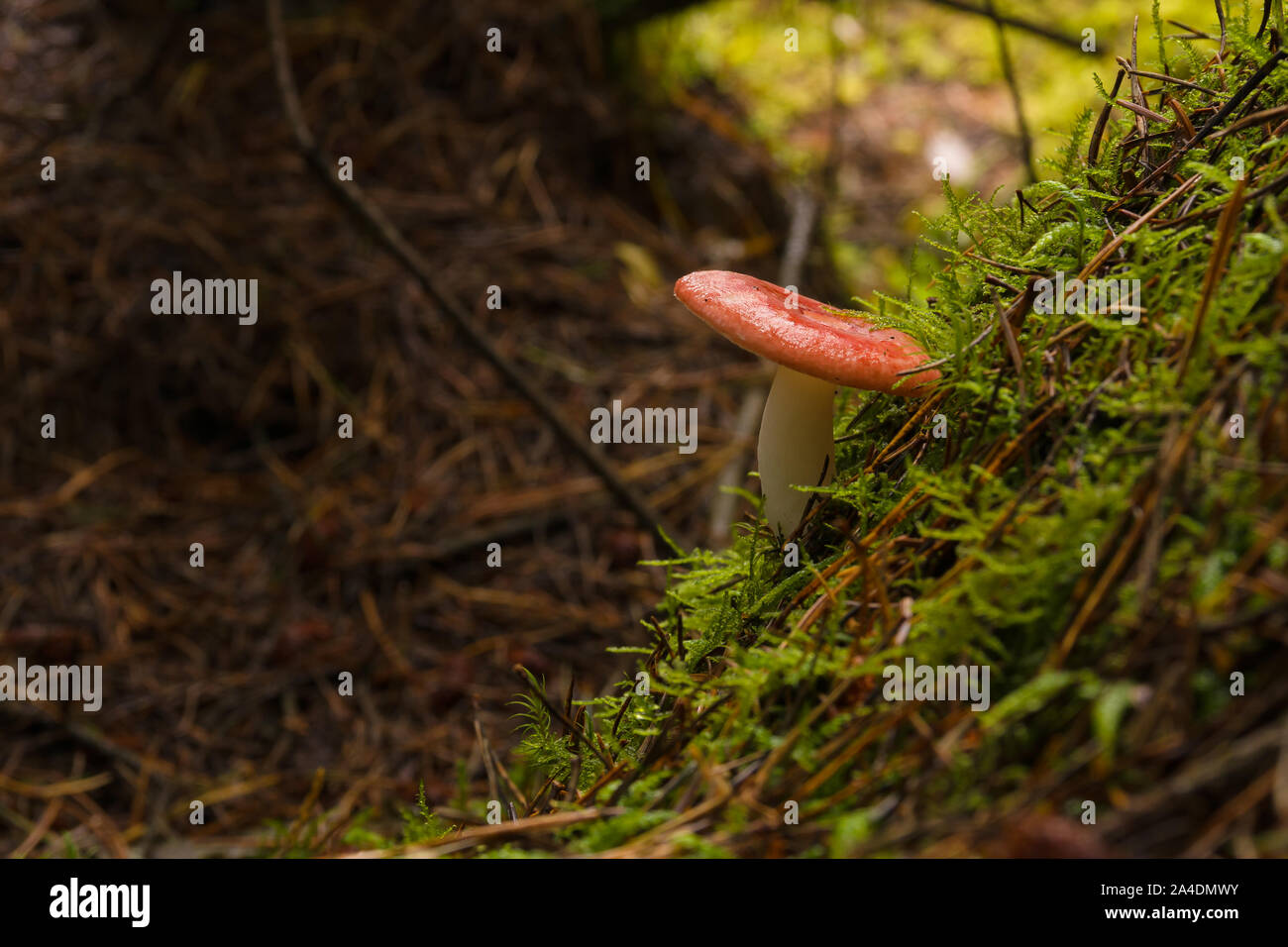 Russula emetica comunemente noto come sickener un fungo velenoso con un cappuccio rosso comune nei boschi di conifere e boschi misti Foto Stock