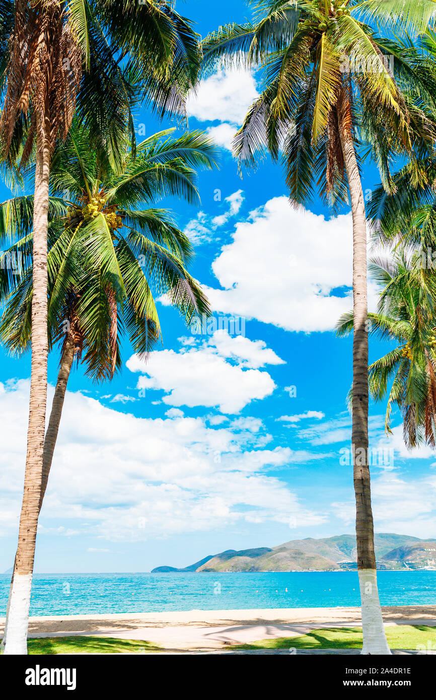 Palme da cocco sulla riva del mare blu, in una giornata di sole con il bianco delle nuvole nel cielo, isola, un luogo per rilassarsi Foto Stock