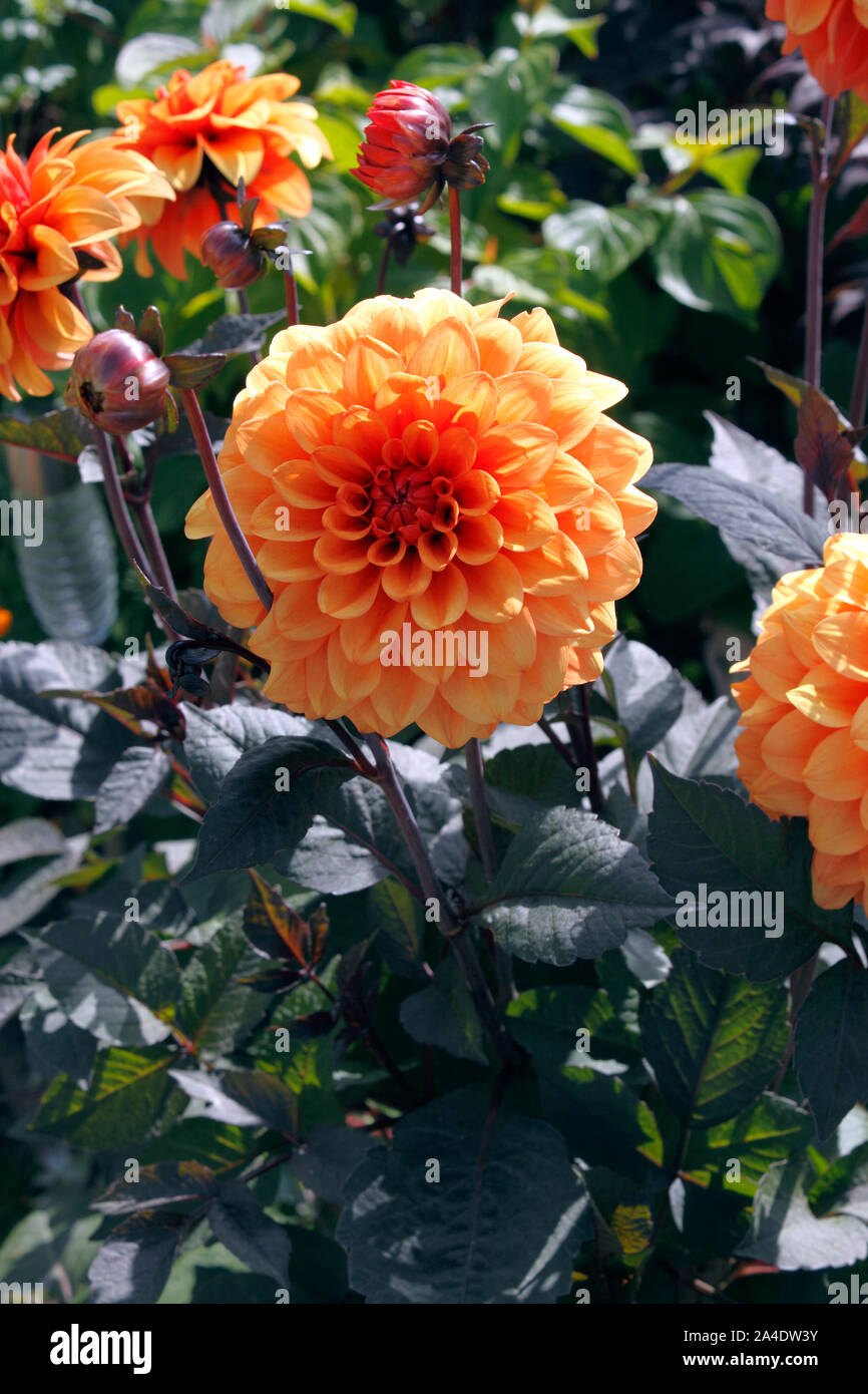 DAHLIA DAVID HOWARD Foto Stock