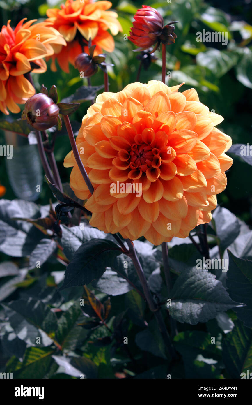 DAHLIA DAVID HOWARD Foto Stock