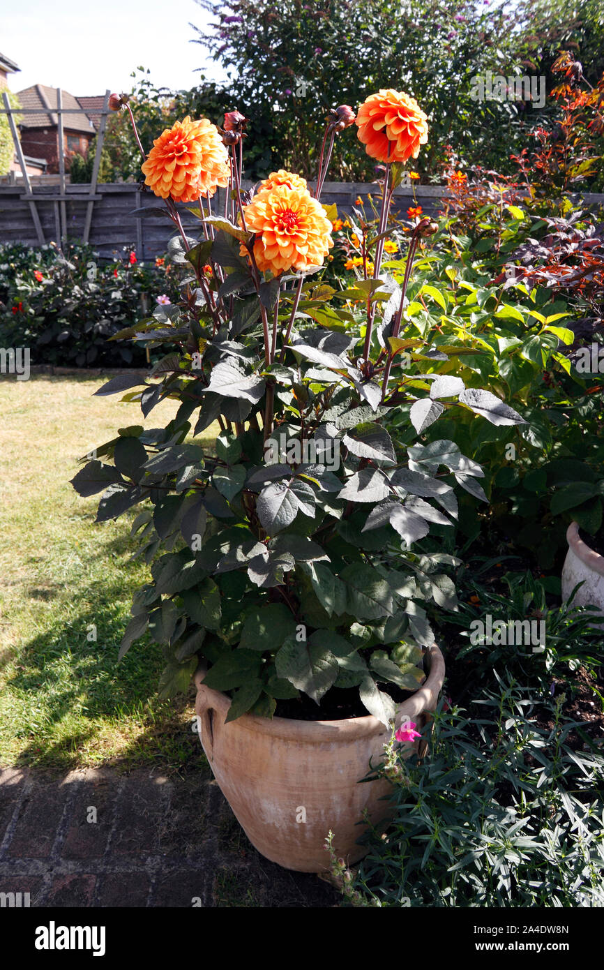 DAHLIA DAVID HOWARD Foto Stock