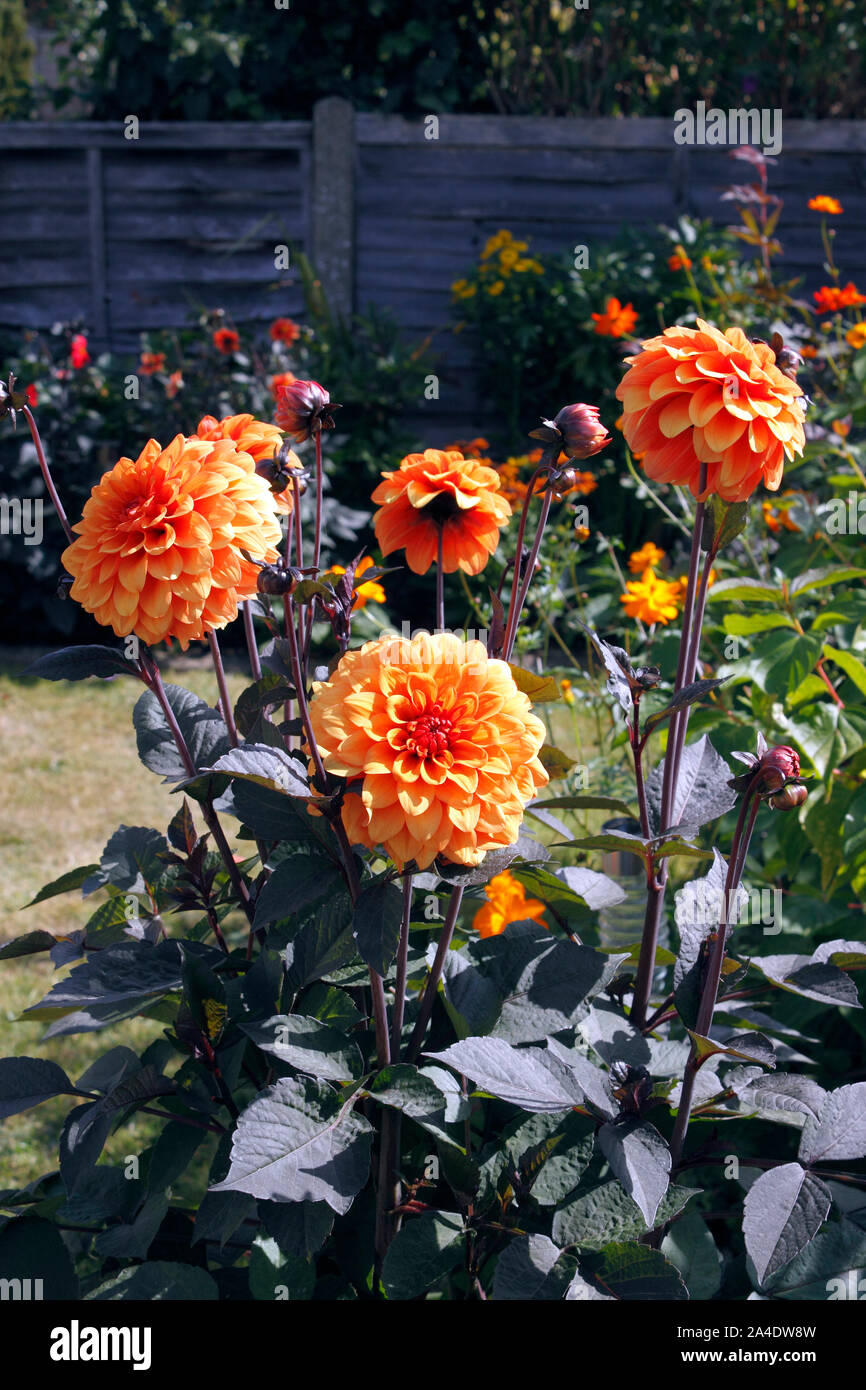 DAHLIA DAVID HOWARD Foto Stock