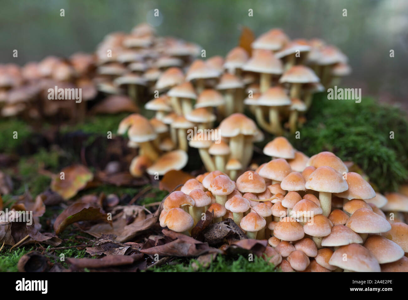 Velenoso ciuffo di zolfo di funghi che crescono su un marciume ceppo di albero nei Paesi Bassi Foto Stock