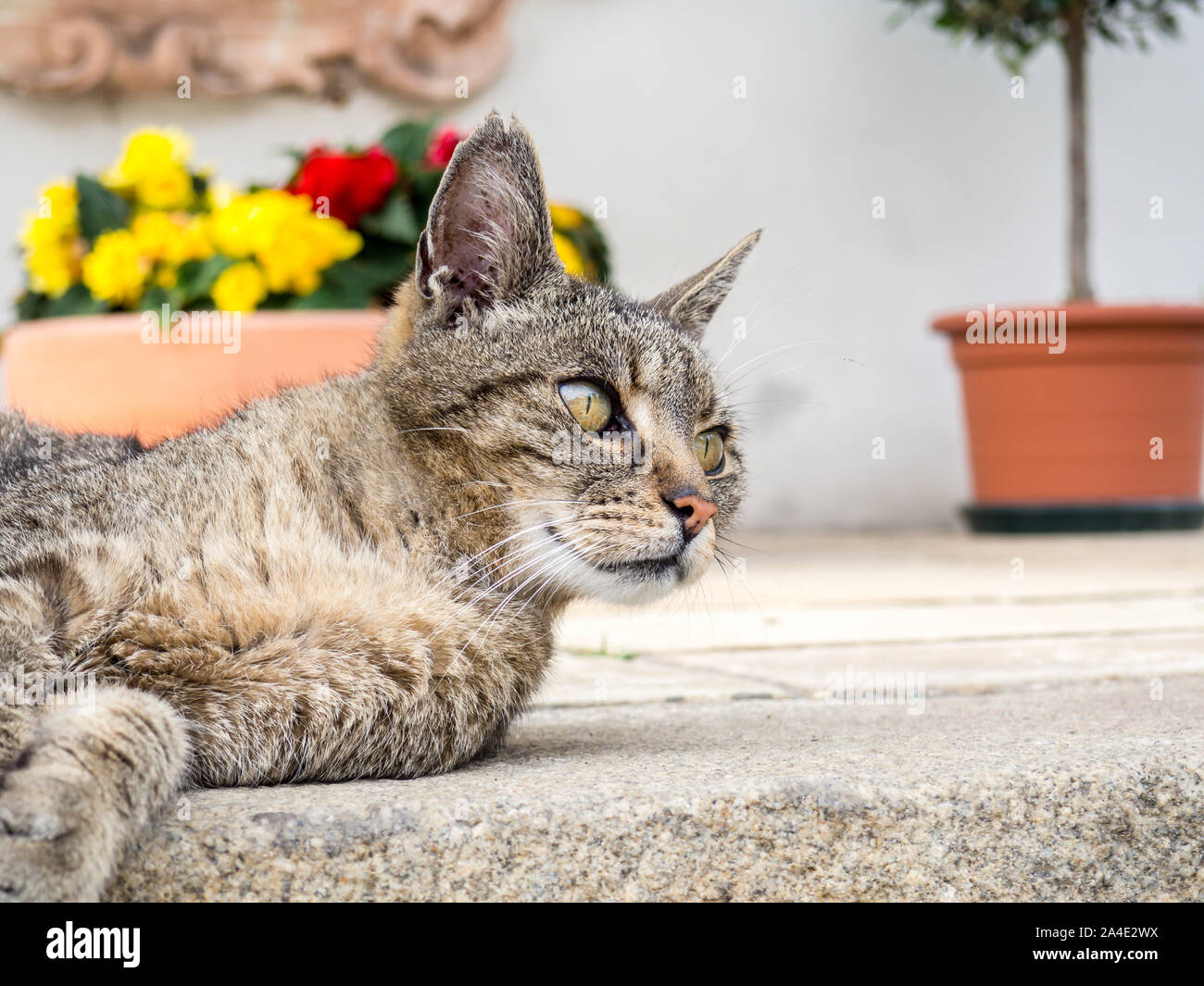 Cat brividi al sole Foto Stock